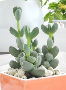▍若慕|▍赤豆/白石 小型品种 多肉植物 迷你肉肉盆栽