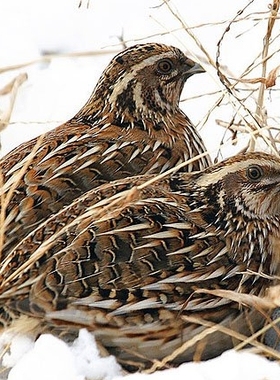 日本黄羽 朝鲜黑羽 鹌鹑种蛋 原种受精蛋(搭配20枚有赠品)