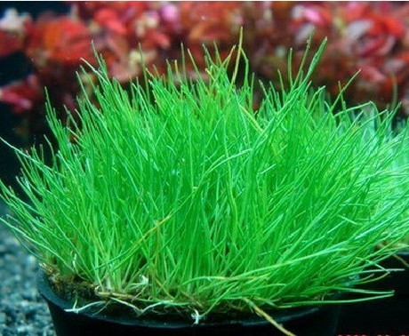 巍巍草堂~迷你牛毛毡[1盆]牛毛,前景水草【价格低】