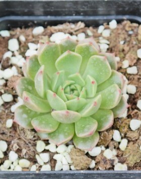 韩国进口 多肉植物 阿兰塔 群月冠 肉肉盆栽 多肉 居家阳台小盆景