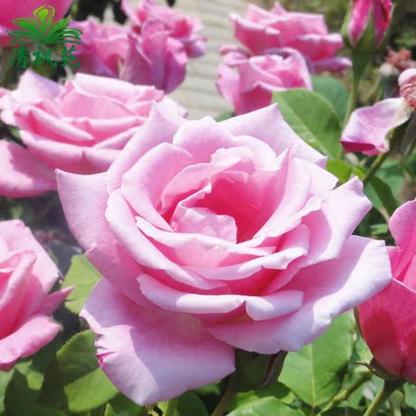 爱逛街为您找到钻石微型月季相关的宝贝,您可以在下面的板块中挑选