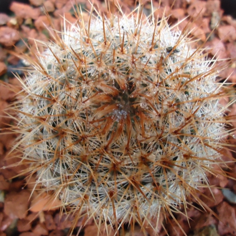 高砂 实生仙人球 乳突球属 稀有品种 长毛可爱开花品种 球径3cm