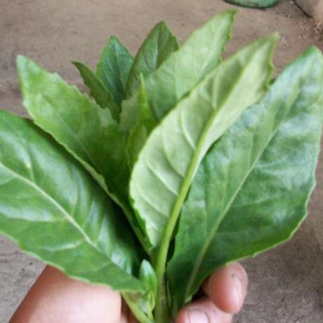 金鸡毛草 神奇草 泰国仙草 明月草鲜叶/斤 包邮