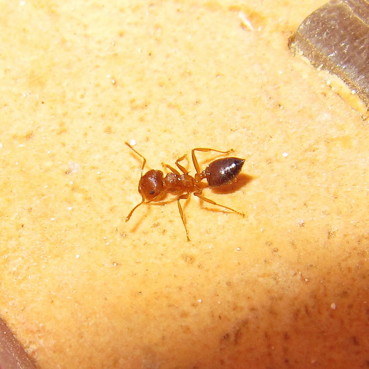 

Муравей Ant ranch Crematogaster Rogenhoferi