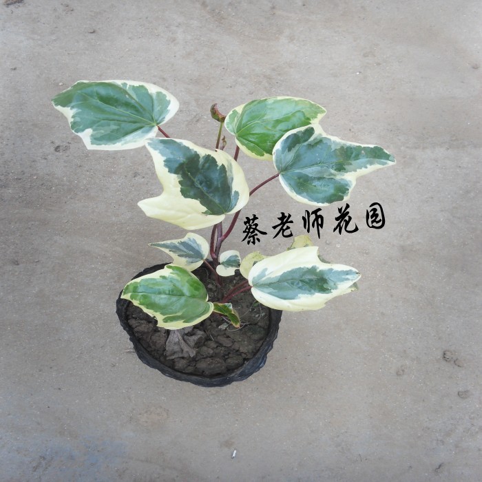 

Tsai