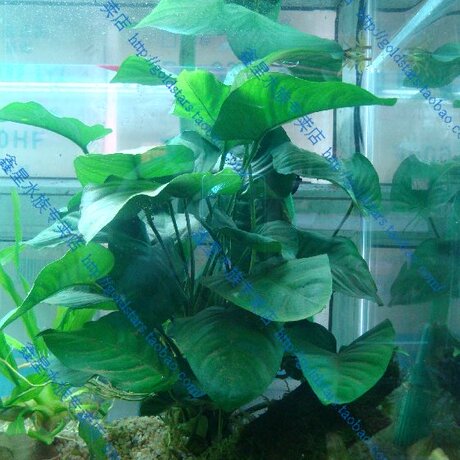 爱逛街为您找到水族草相关的宝贝,您可以在下面的板