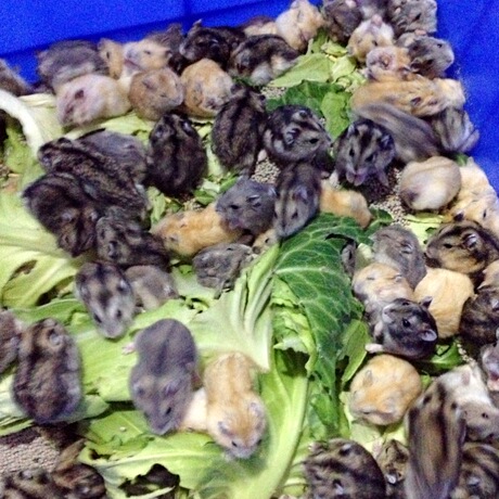 重庆批发仓鼠银狐布丁花仓批发批发批发