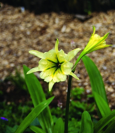 【预售-4月】 秘鲁水仙ismene festalis(浓香)【12】