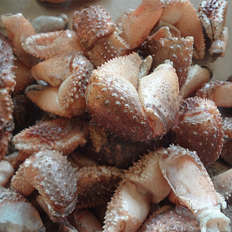 鸡鸣岛海鲜 肉肥味美 海怪 新鲜速冻 海怪腿