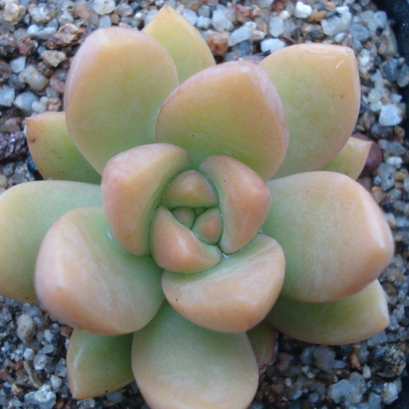 多肉植物*黄美人