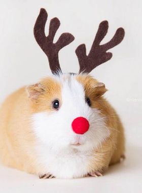 自家繁殖荷兰猪活体种猪 成年猪 豚鼠仓鼠天竺鼠健康包活俩只包邮