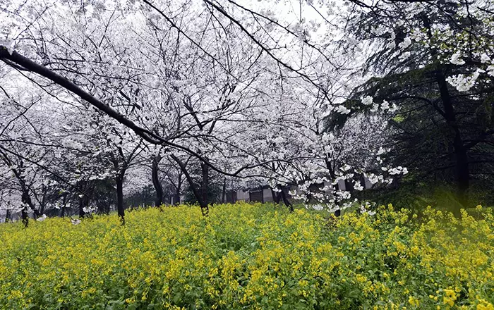 唐韵樱花园图片