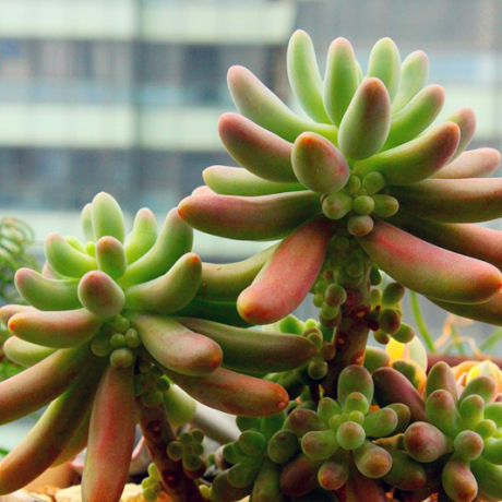 anima八千代乙女心 多肉多浆植物桌面阳台绿植防辐射教师节礼物