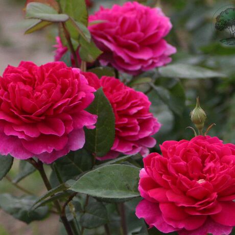 【预览】月季苏菲的玫瑰(v16方盆圆通包邮)