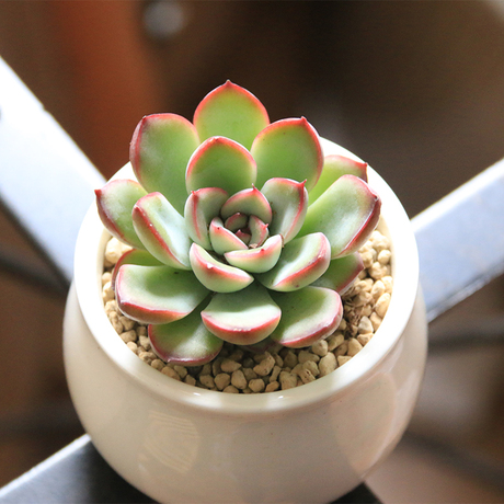 萌肉肉 花月夜 完美品相韩国进口多肉植物绿植小盆栽花卉肉肉植物