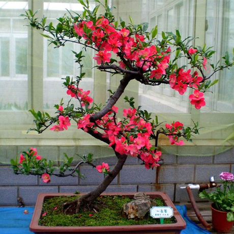 爱逛街为您找到垂丝海棠相关的宝贝,您可以在下面的板块中挑选喜欢的