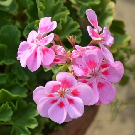 爱逛街为您找到天竺葵纯露相关的宝贝,您可以在下面的板块中挑选喜欢