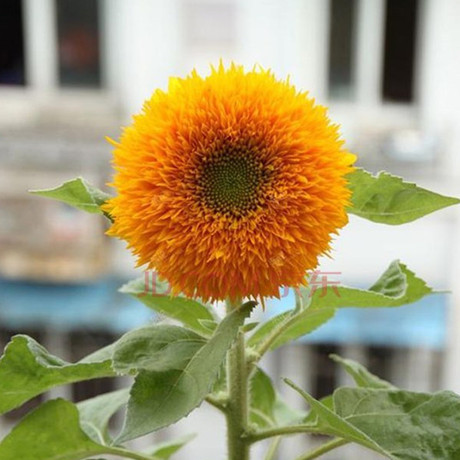 爱逛街为您找到花卉花籽相关的宝贝,您可以在下面的板块中挑选喜欢的