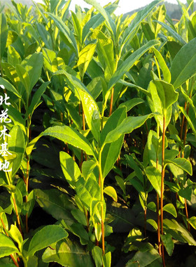 茶葉樹苗鐵觀音苗碧螺春白茶樹苗茶葉樹苗龍井茶樹苗茶葉