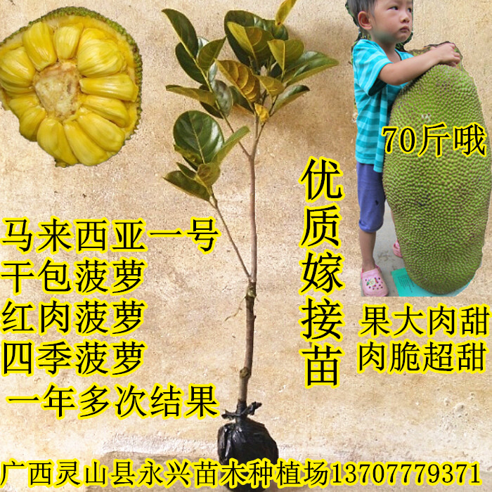 

Растения и деревья для сада Yongxing seedling plantation