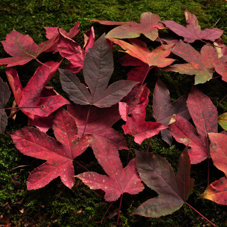 【落叶树叶】_真树叶图片_价格_搭配分享 - 爱逛街