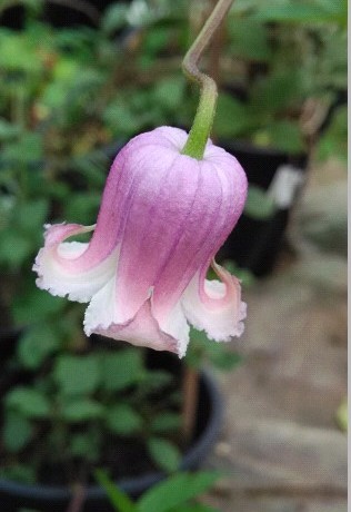 铁线莲 铃铛铁 粉天使 1年半