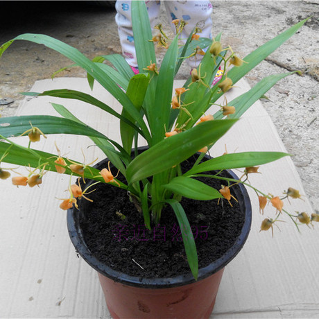 爱逛街为您找到花卉四季开花相关的宝贝,您可以在下