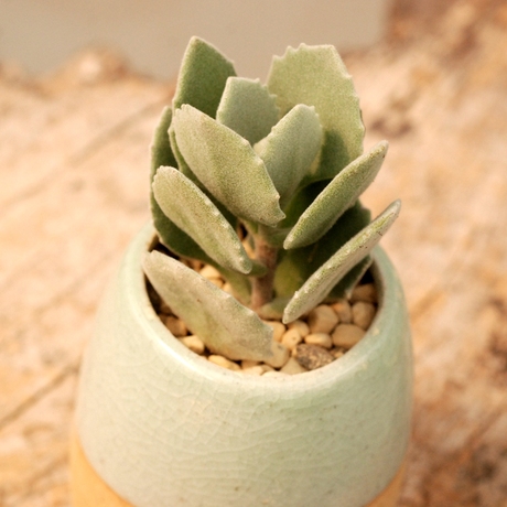 芷秋原 多肉植物 千兔耳 拚盘必备 新手必备