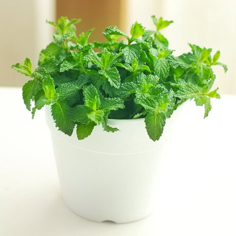 【盆栽花卉】_薄荷花卉图片_价格_搭配分享 - 爱逛街