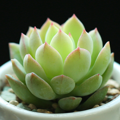 壹分皿 多肉植物阿兰塔 群月冠多肉肉肉办公室内迷你防辐射绿植