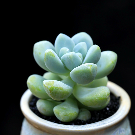 微生活 韩国多肉植物 天使之泪超可爱 小型品种