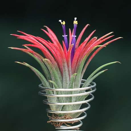 壹分皿 空凤全红精灵无土绿植 空气凤梨植物花 稀有奇趣懒人植物