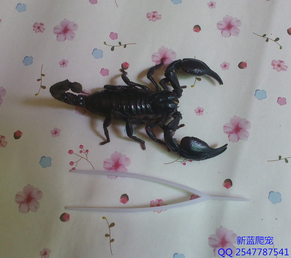 

16-19cm