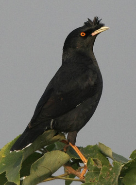 14年头窝越南林八哥活体海八幼鸟八哥雏鸟说话鸟头窝手养特别粘人