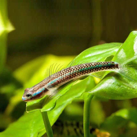 蓝面虾虎鱼熊猫虾虎枝桠虾虎淡水热带鱼水族鱼缸观赏鱼宠物1138