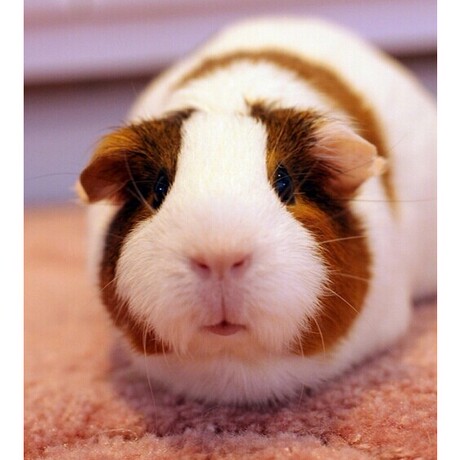 南京同城包活健康荷兰猪活体短顺猪天竺鼠宠物豚鼠宝宝自家养繁殖