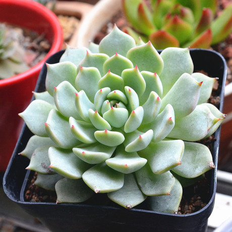 实拍 多肉植物 韩国进口景天 野玫瑰之精 红爪 7厘米左右鲜活带跟