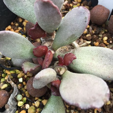 红皱 水泡 红蛋水泡近亲 多肉植物 叶插苗