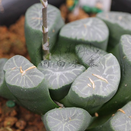 爱逛街为您找到白瓷万象相关的宝贝,您可以在下面的板块中挑选喜欢的