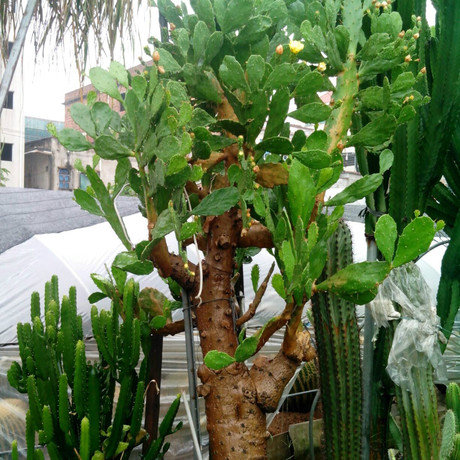 爱逛街为您找到盆栽仙人掌相关的宝贝,您可以在下面的板块中挑选喜欢