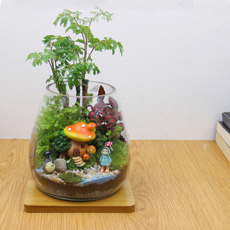 苔藓微景观生态瓶微观植物瓶迷你植物盆栽绿植缸办公室创意diy