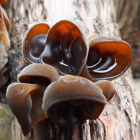 【四川青川土特产】_特级黑木耳图片_椴木黑木耳价格_搭配分享 - 爱