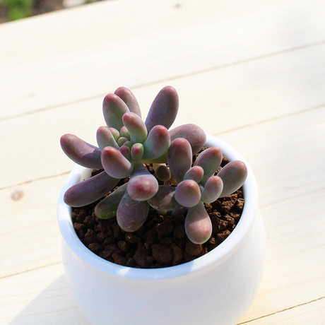 多肉植物萌萌哒八千代 叶子红色非常可爱的肉肉植物盆栽