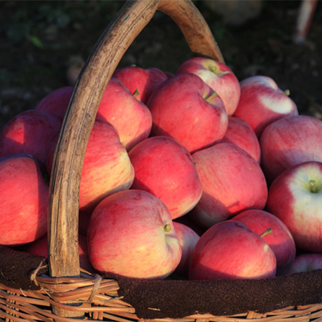 冰糖心红富士苹果脆甜爽口水分饱满静宁苹果新鲜采摘保鲜库发货