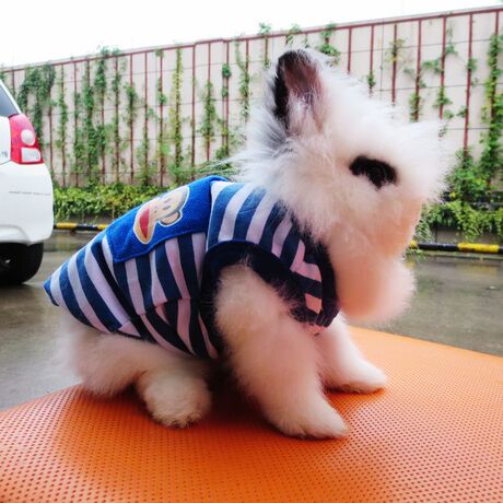 兔子衣服豚鼠荷兰猪衣服保暖拉风走秀外出必备挡风护理垂耳兔衣服