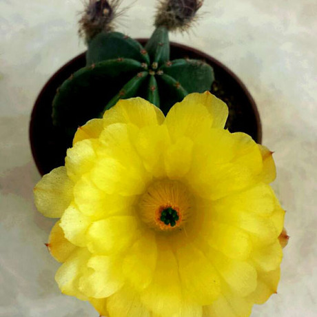 仙人球 微刺虾单头 约4厘米