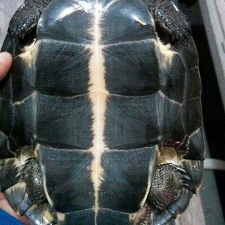 【金钱乌龟】_石金钱乌龟图片_价格_搭配分享 - 爱逛街