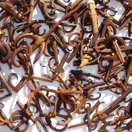 中药材钩藤 双钩藤 鹰爪风 吊风根 金钩草 倒挂刺