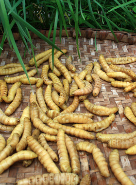 2016年正宗野味瞎眼闯子新鲜野生瞎撞子高蛋白营养金龟子500g