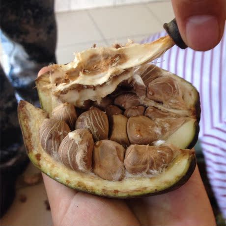 发财树新鲜果实 马拉巴栗 种子 20元2个果实 一个果10~20个种子